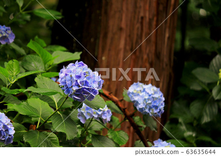 Purple hydrangea flower that blooms quietly on the mountain path in Kamakura 63635644