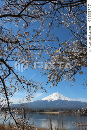 Mt.Fuji and cherry blossoms in full bloom in Kawaguchiko in spring Mt.Fuji and cherry blossoms in full bloom in Kawaguchiko in spring 63635707