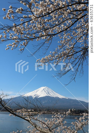 Mt.Fuji and cherry blossoms in full bloom in Kawaguchiko in spring Mt.Fuji and cherry blossoms in full bloom in Kawaguchiko in spring 63635731