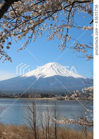 Mt.Fuji and cherry blossoms in full bloom in Kawaguchiko in spring Mt.Fuji and cherry blossoms in full bloom in Kawaguchiko in spring 63635736