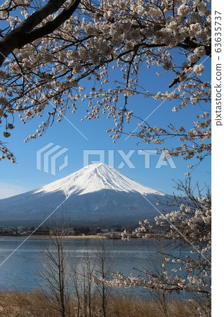 Mt.Fuji and cherry blossoms in full bloom in Kawaguchiko in spring Mt.Fuji and cherry blossoms in full bloom in Kawaguchiko in spring 63635737