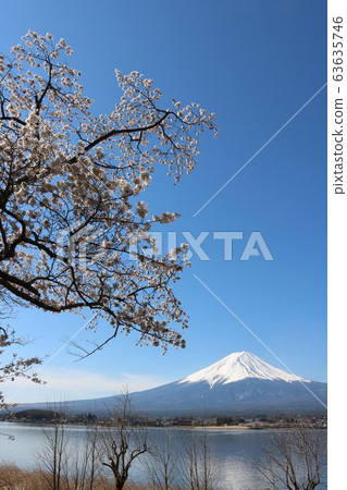 Mt.Fuji and cherry blossoms in full bloom in Kawaguchiko in spring Mt.Fuji and cherry blossoms in full bloom in Kawaguchiko in spring 63635746