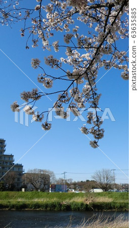 Yoshino cherry tree Yoshino cherry tree 63635885