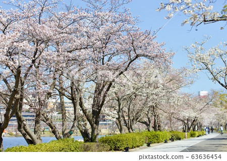 Cherry blossoms on Lake Senba, Mito City, Ibaraki Prefecture 63636454