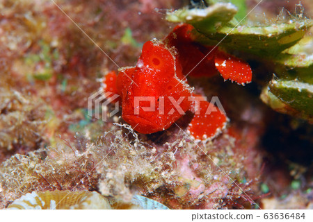 Frogfish 63636484
