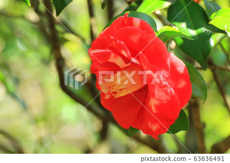 Camellia Camellia 63636491