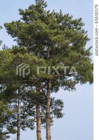 Park, Ansan, Gyeonggi-do 63636579