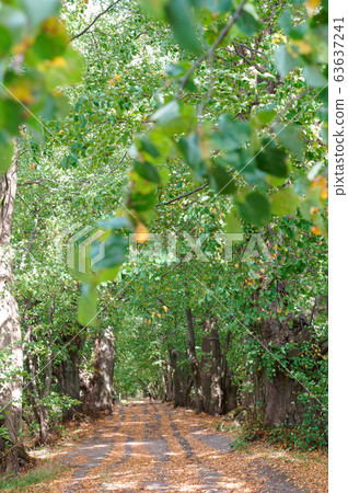 the road in the autumn forest, yellowed and 63637241