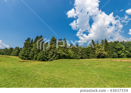 Forest of evergreen trees in summer - Trentino Alto Adige Italy 63637359