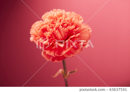 康乃馨 康乃馨 63637591