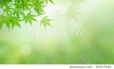 Background-Japanese-Japanese-Japanese pattern-Japan-Spring-Early summer-Summer-Autumn leaves-Green Background-Japanese-Japanese-Japanese pattern-Japan-Spring-Early summer-Summer-Autumn leaves-Green 63637936