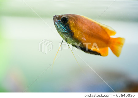 Honey gourami Trichogaster chuna tropical aquarium fish in fish tank. Colorfull male fish. Honey gourami Trichogaster chuna tropical aquarium fish in fish tank. Colorfull male fish. 63640050
