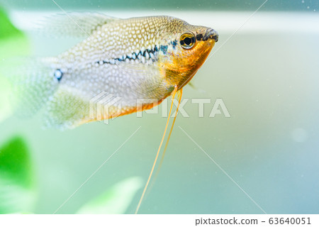 Pearl gourami Trichopodus leerii freshwater aquarium fish in fish tank. Aquaria concept 63640051