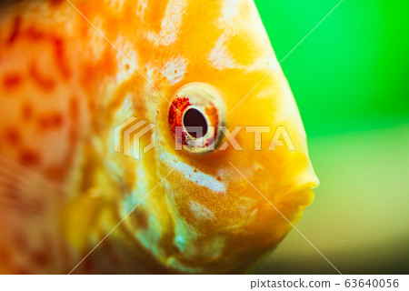 Colorful fish from the spieces Symphysodon discus in aquarium. 63640056