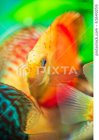 Portrait of a red orange tropical Symphysodon discus fish in a fishtank. 63640059