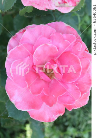 玫瑰 玫瑰 63640061