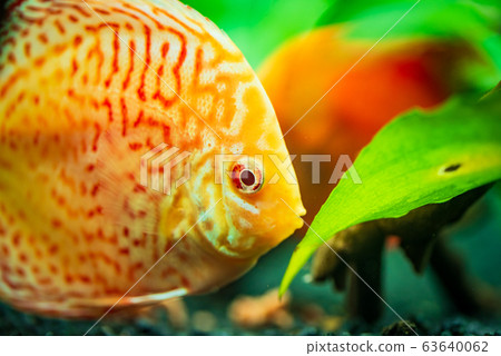 Colorful fish from the spieces Symphysodon discus in aquarium. Colorful fish from the spieces Symphysodon discus in aquarium. 63640062