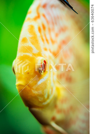 Colorful fish from the spieces Symphysodon discus in aquarium. 63640074