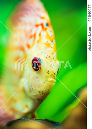 Colorful fish from the spieces Symphysodon discus in aquarium. 63640075