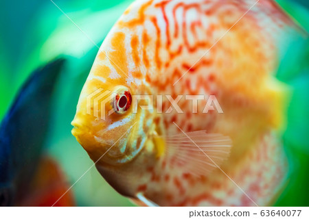 Colorful fish from the spieces Symphysodon discus in aquarium. 63640077