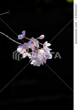 Cherry blossom and black background 63640207