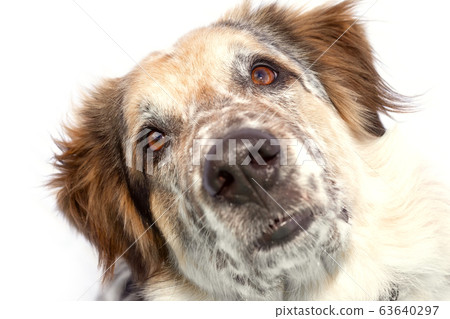 dog muzzle close-up isolated dog muzzle close-up isolated 63640297