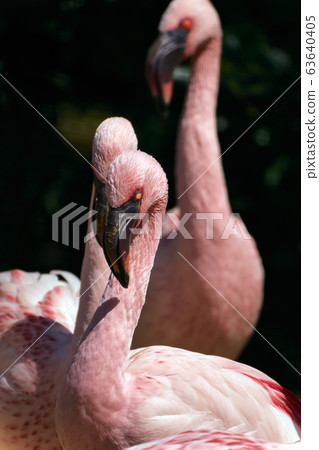 寒冷的火烈鳥集會 63640405