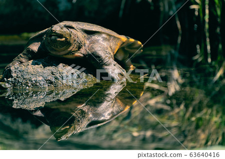 Shell dried turtle 63640416