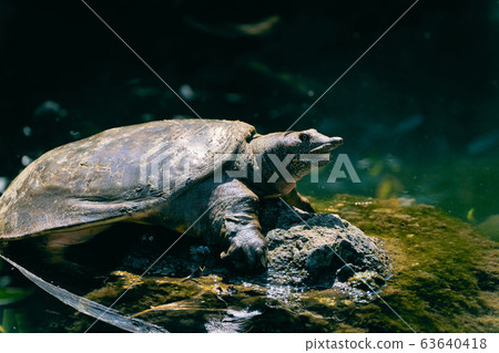 Shell dried turtle 63640418
