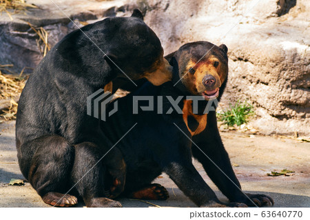 太陽熊交配 63640770