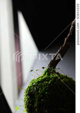 植物照片設計苔蘚球苔蘚花苦工藝窗口苔蘚球苔蘚花 63641039