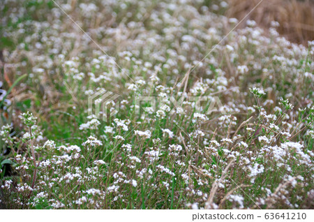 Seeds of blossoms blooming over fallow rice fields Seeds of blossoms blooming over fallow rice fields 63641210