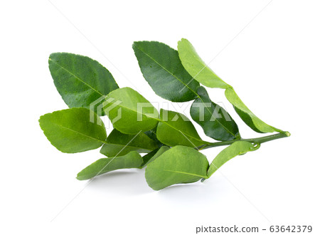 Bergamot leaf isolated on white background. full depth of field 63642379
