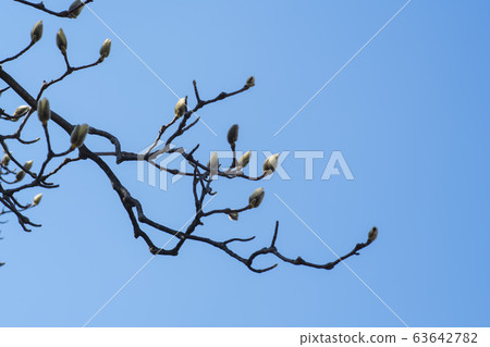 magnolia magnolia 63642782