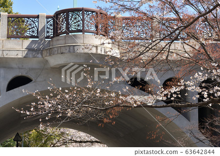 Otonashi Bridge / 3 minutes blooming Yoshino cherry tree Otonashi Bridge / 3 minutes blooming Yoshino cherry tree 63642844