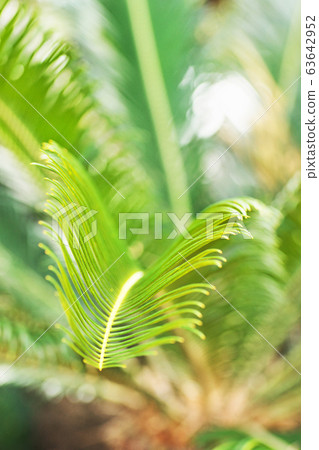 Green cycad leaves Green cycad leaves 63642952