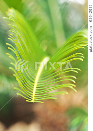 Green cycad leaves Green cycad leaves 63642953