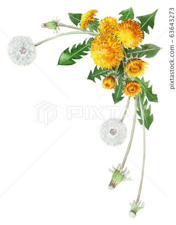 水彩畫的蒲公英裝飾框架 63643273