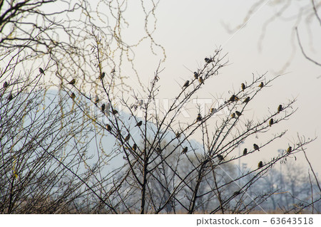 京畿道始興市始興潮汐生態園 63643518