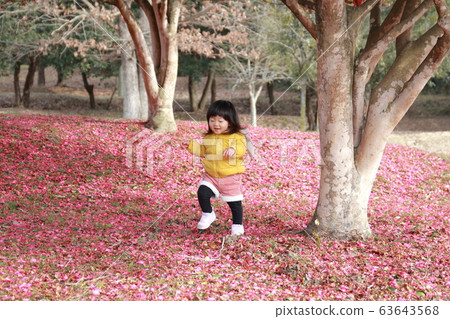 Sasanqua carpet 63643568