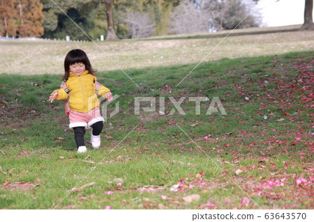 Sasanqua carpet Sasanqua carpet 63643570