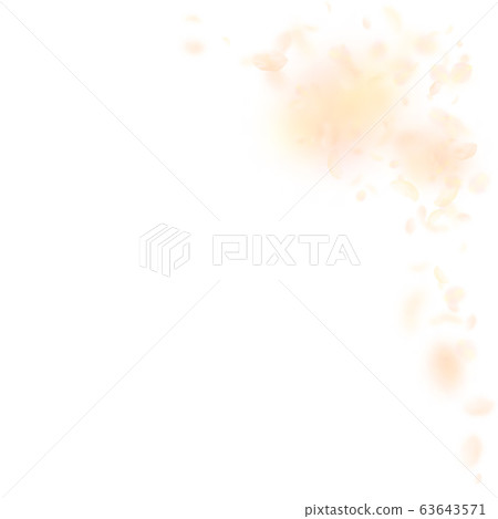 Yellow orange flower petals falling down. Glamorou Yellow orange flower petals falling down. Glamorou 63643571