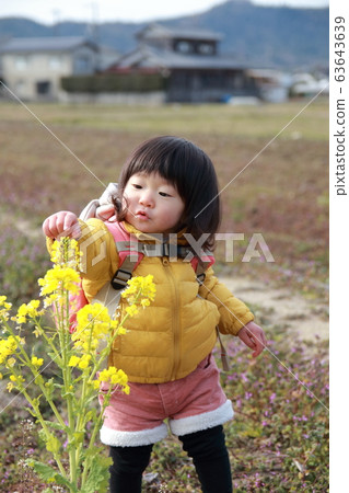 油菜開花觀察 油菜開花觀察 63643639