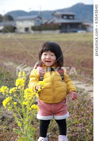 油菜開花觀察 油菜開花觀察 63643640