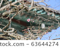梅 63644274