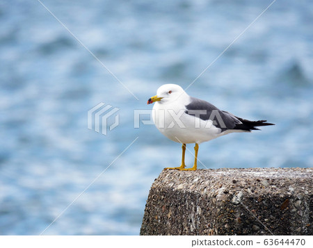 海鷗碼頭 63644470