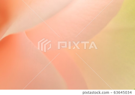 茶花花瓣/背景材料 茶花花瓣/背景材料 63645034