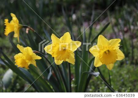 新潟縣新潟市鳥谷之形公園內盛開的水仙花特寫 新潟縣新潟市鳥谷之形公園內盛開的水仙花特寫 63645039