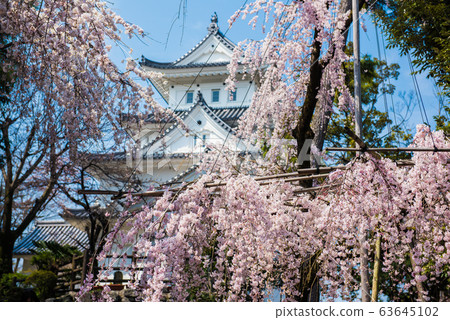 岐阜縣大垣城和垂枝櫻花 63645102