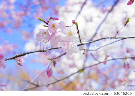 櫻花盛開 櫻花盛開 63646269